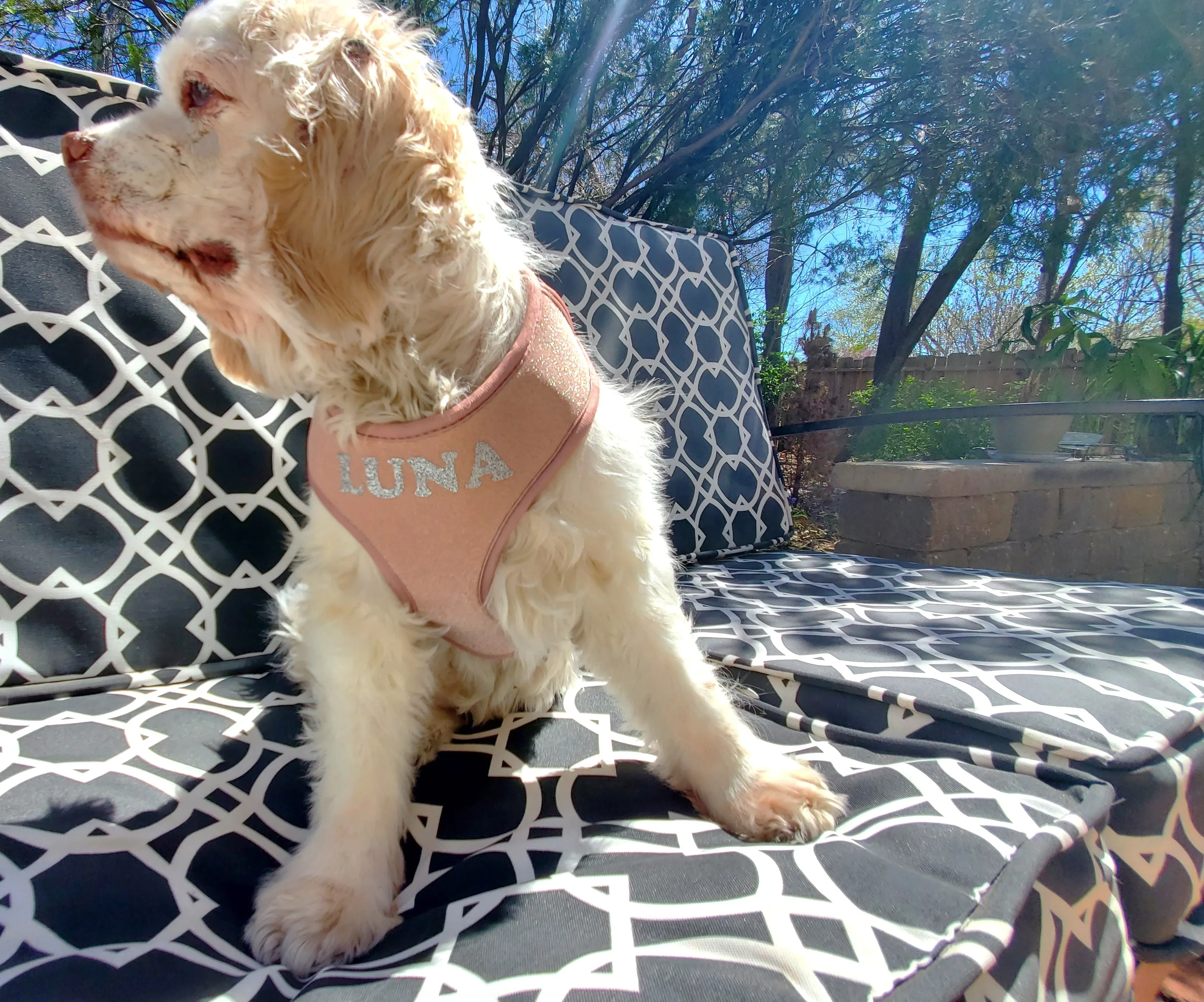 Ballet Blush Sparkle Harness