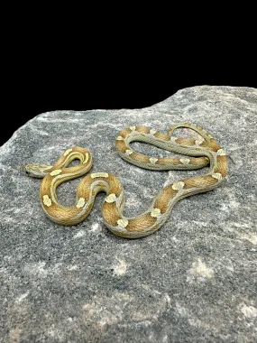 Corn Snake (Caramel Motley)