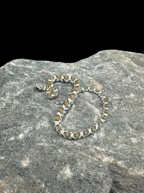 Corn Snake (Honey)
