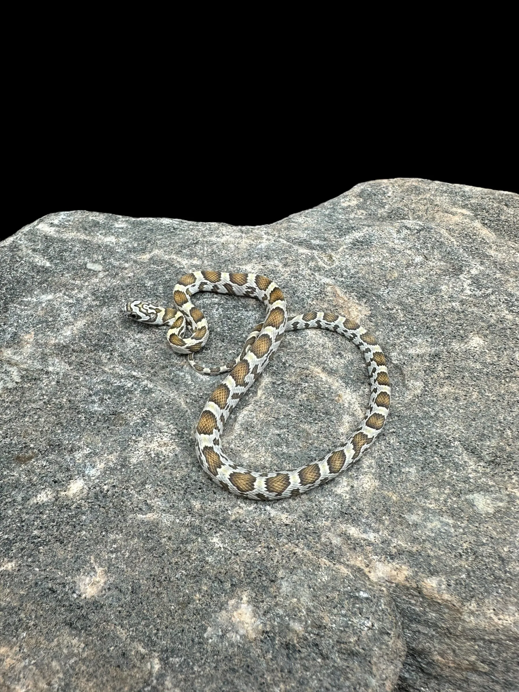 Corn Snake (Honey)