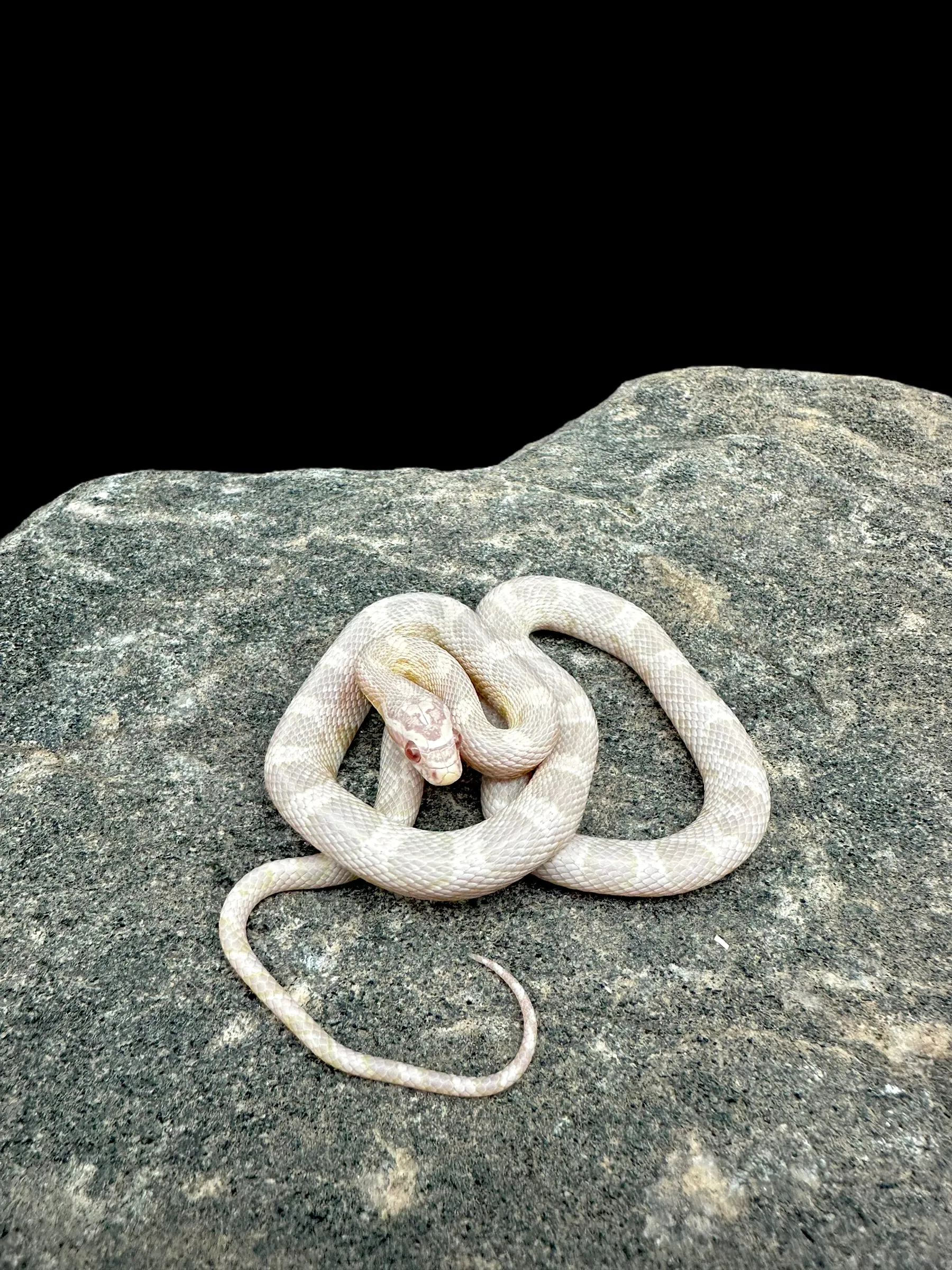 Corn Snake (Snow)