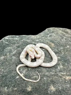 Corn Snake (Snow)