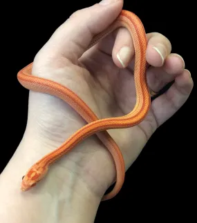 Corn Snake (Tessera Amel)
