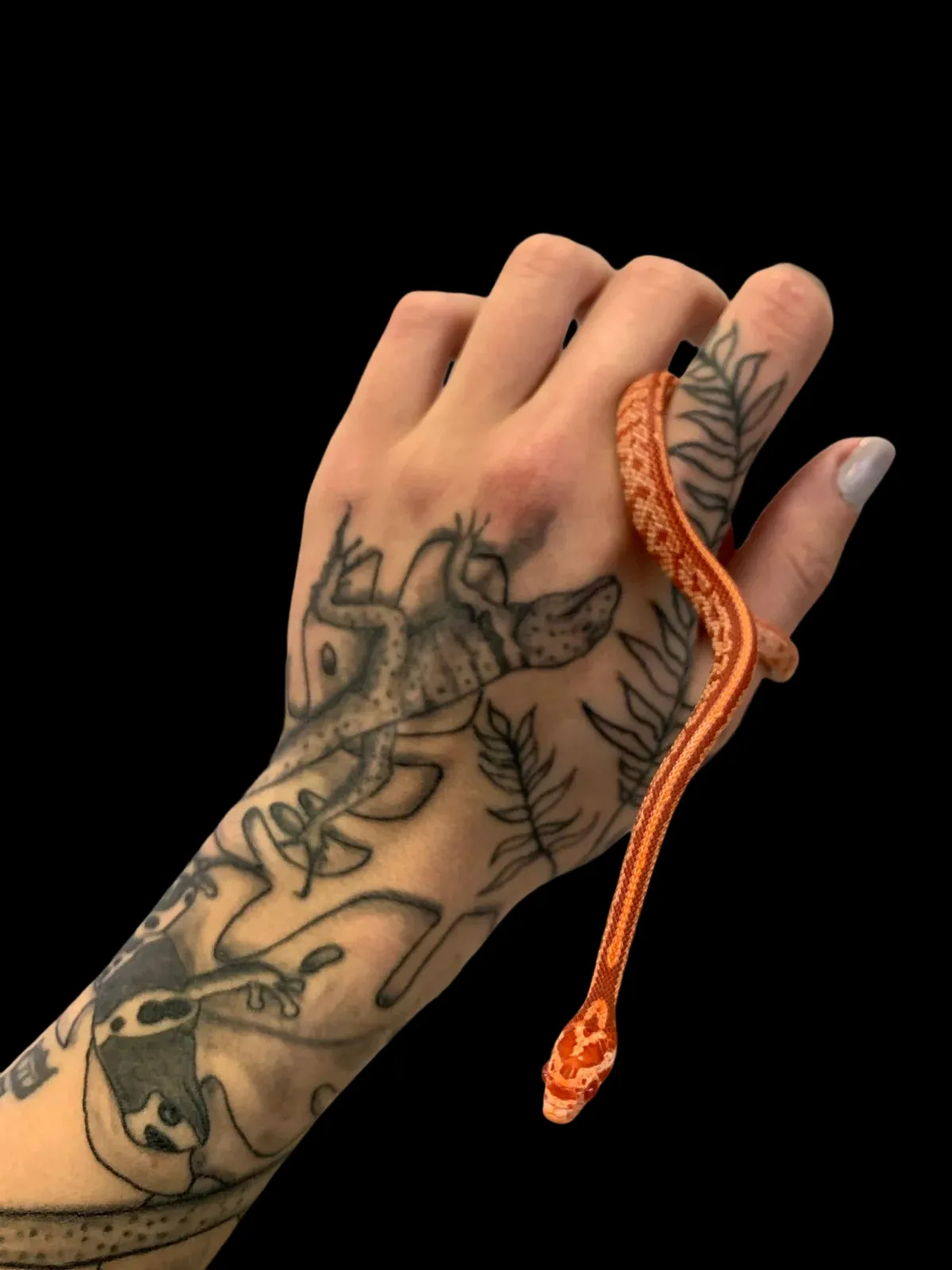Corn Snake (Tessera Amel)
