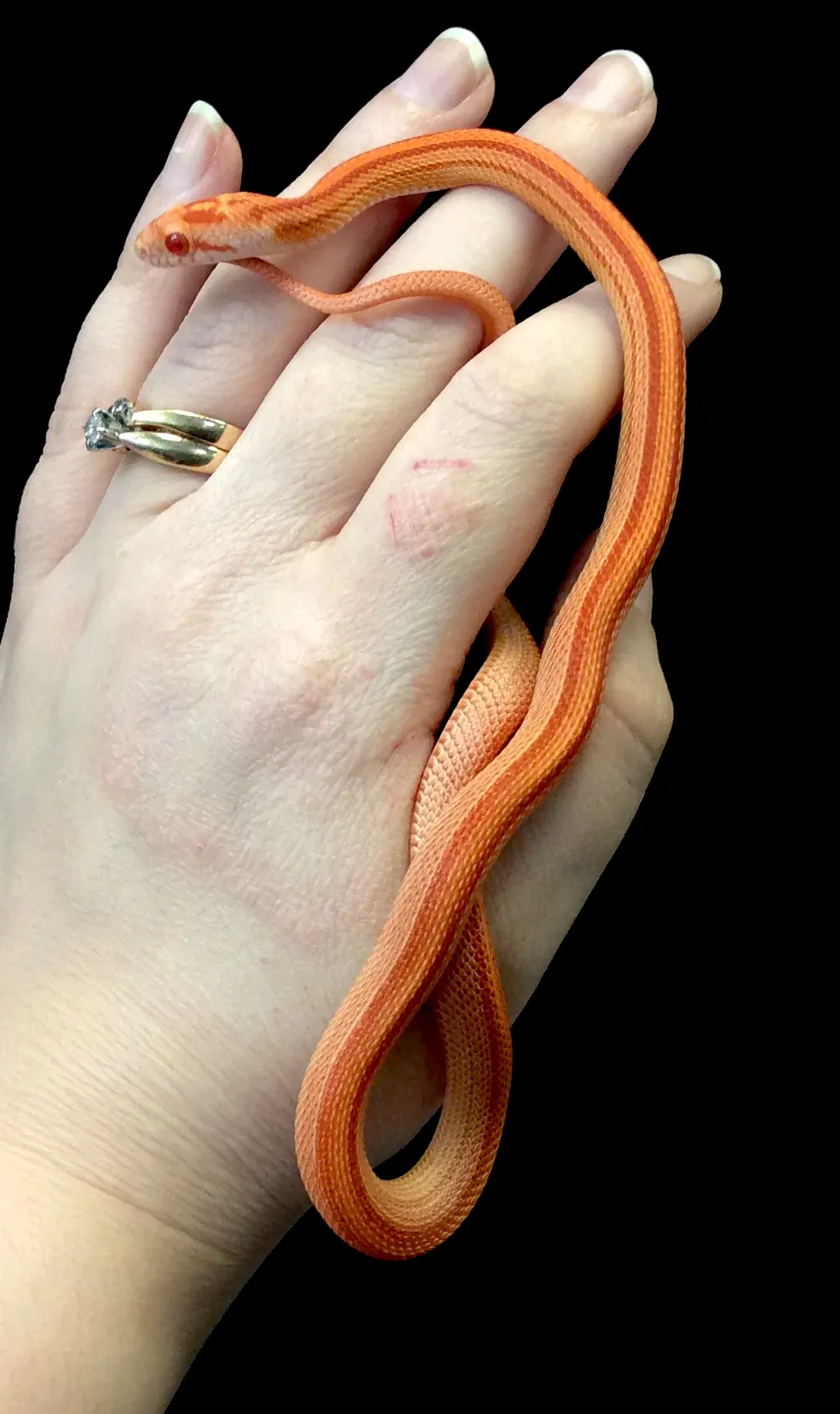 Corn Snake (Tessera Amel)