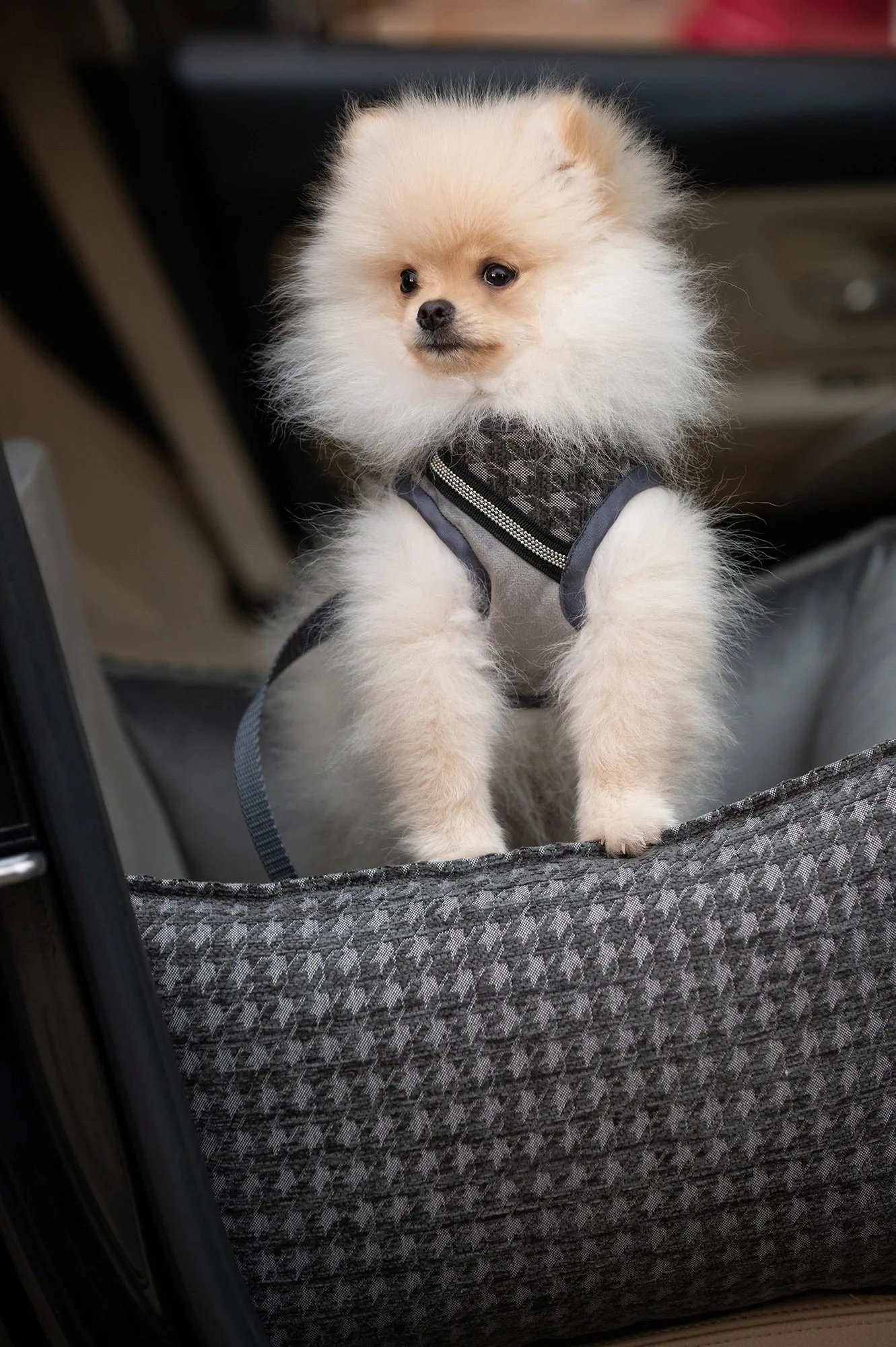 Oh Charlie Dog Car Seat Bed Prestige