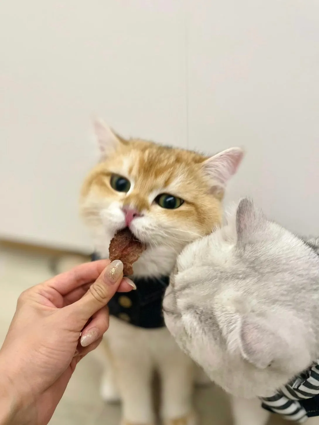 Ostrich Chips