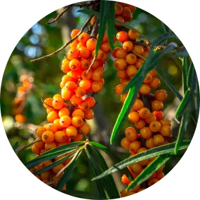 Seabuckthorn Carrier Oil - Living Libations